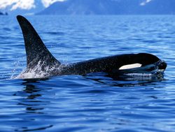 Kenai Fjords National Park killer whale
