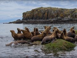 Kenai Fjords National Park sea lions