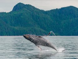 Kenai Fjords humpback whale jumping out of water