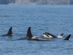 Pod of orcas in the Kenai Fjords