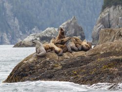 Sea lions on hte rocks in Kenai Fjords