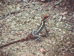 Khao Sok National Park crested lizard