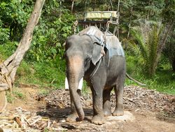 Khao Sok National Park elephant safari