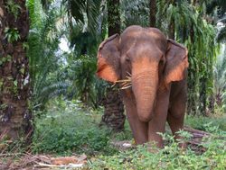 Khao Sok National Park elephant