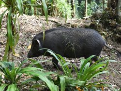 Khao Sok National Park wild boar