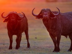 Khaudum National Park buffalo