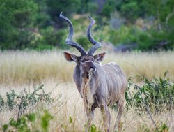 Khaudum National Park bull kudu