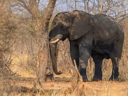 Khaudum National Park elephant scratching tree
