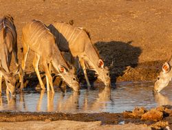 Khaudum National Park female kudu drinking