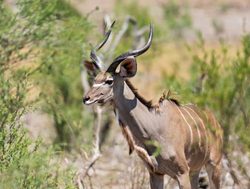 Khaudum National Park male kudu