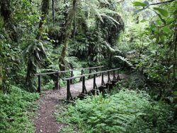 Mount Kilimanjaro National Park bridge in rainforest