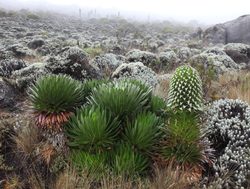 Mount Kilimanjaro National Park florajpg