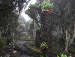 Mount Kilimanjaro National Park foliage