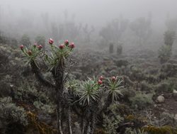 Mount Kilimanjaro National Park plant life