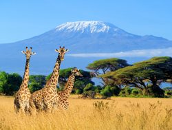 Mount Kilimanjaro National Park view from Kenya
