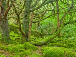 Killarney National Park mossy forest