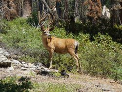 Deer in Kings Canyon National 