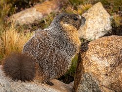 Marmot in Kings Canyon National Park