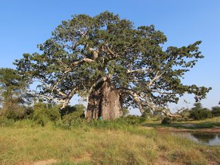 20210214214350-Kissama National Park large baobab tree.jpg
