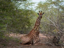 Kissama National Park giraffe