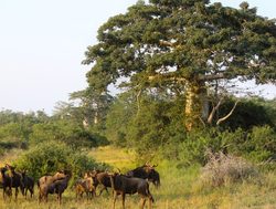 Kissama National Park herd of wildebeest
