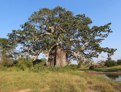 Kissama National Park large baobab tree