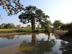 Kissama National Park waterhole and baobab tree