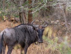 Kissama National Park wildebeest