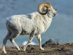Kluane National Park Dall male sheep
