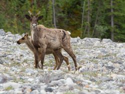 Kluane National Park caribou mother with baby