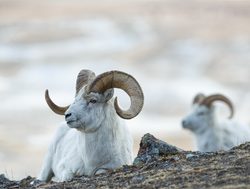 Kluane National Park dall%27s sheep