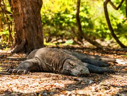 Komodo Island National Park sleeping komodo dragon