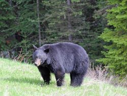 Kootenay National Park black bear