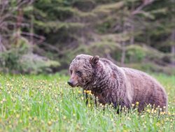 Kootenay National Park grizzly beaer