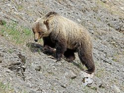 Kootenay National Park grizzly bear on mountain