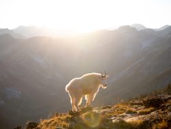 Kootenay National Park mountain goat