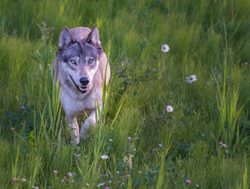 Kootenay National Park wolf