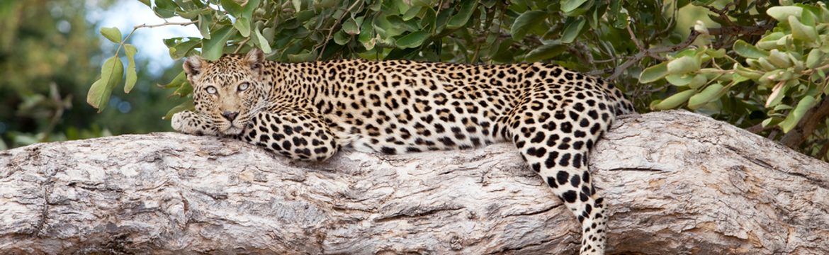 Featured image for Kruger National Park