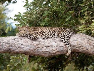20210209203413-Kruger National Park leopard layingn in a tree.jpg