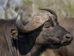 Kruger National Park Cape Buffalo