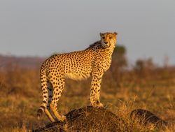 Kruger National Park cheetah
