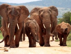 Kruger National Park family of elephants