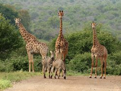 Kruger National Park giraffe and zebra