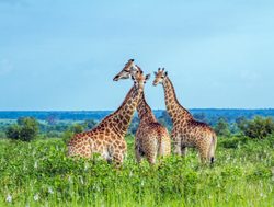 Kruger National Park giraffe