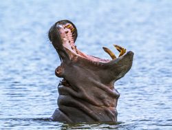 Kruger National Park hippopotamus