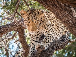 Kruger National Park leopard in a tree