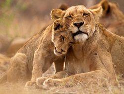 Kruger National Park mother lion wtih cub