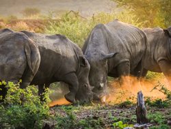 Kruger National Park rhinocerus