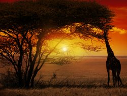 Kruger National Park sunset with giraffe