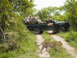 Kruger National Park tracking a leopard